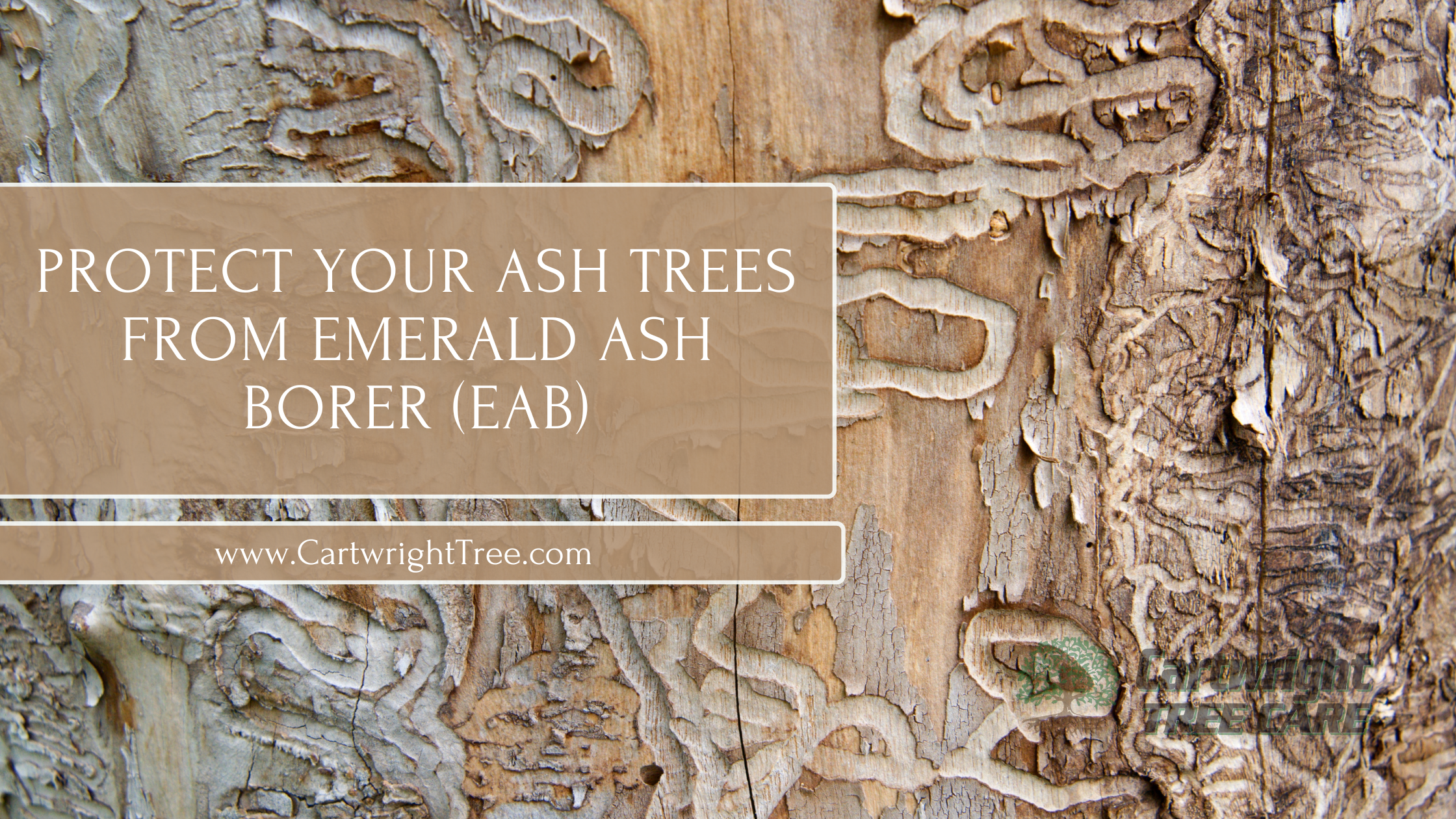Protect Your Ash Trees from Emerald Ash Borer (EAB)